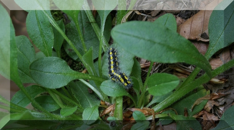 bruco giallo - Callimorpha dominula